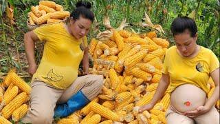 Thuy is 6 months pregnant - Harvesting corn after 100 days at my farm