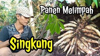 Panen singkong hasil melimpah lengkap dengan tutorialnya