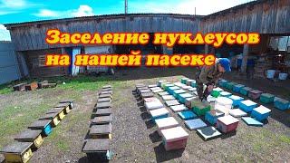 ОЧЕРЕДНОЕ ЗАСЕЛЕНИЕ НУКЛЕУСОВ НА НАШЕЙ ПАСЕКЕ