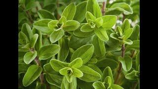 Marjoram 101-Health Benefits