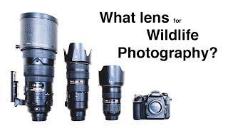 What lens for wildlife photography?