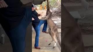 Feisty Kangaroo Attacks Tourists 