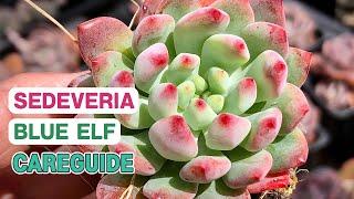 BEST TIPS | HOW TO GROW AND CARE FOR SEDEVERIA BLUE ELF | SUCCULENT CARE GUIDE