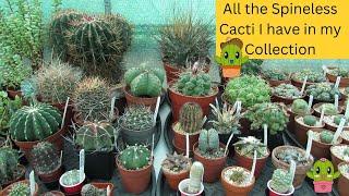 All the Spineless Cacti I have in my Cactus Collection | Cactus Collection