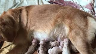 น้องหมา โกลด์เด้น คลอดลูก  Dog give birth