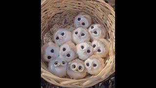 CUTE AND FUNNY OWLS