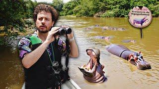 Searching for Escobar's hippopotamus in Colombia | are they real? ️