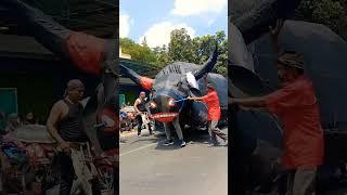 Bantengan jumbo di karnaval desa Ngunut #karnaval #viral #shorts