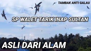 Sp Tarik Inap Sultan. ASLI DARI ALAM. banyak dicari petani walet saat ini