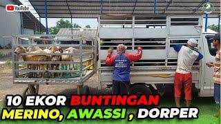 10 EKOR CROSS TEXEL BUNTINGAN MERINO, AWASSSI & DORPER FULL BLOOD OTW CIREBON