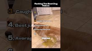 Ranking Best Dog Videos #funnyshorts