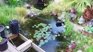 Pond I built in New Zealand