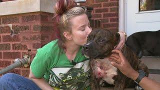 'We are all so lucky to still be here': St. Louis musician's dog shot as bullets riddle her home