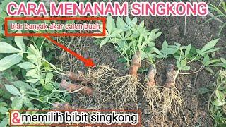 cukup mudah menanam singkong agar berbuah banyak #singkong #hargasingkong