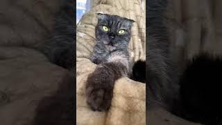 Всё просто#котики#кошечка#хира#любимка