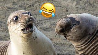 Damn Nature Is Scary  | Funny Animal Encounters  - Happy TV #2