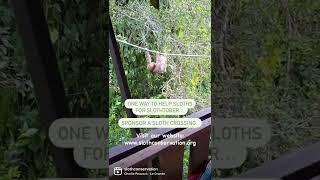 Sponsor Sloth Crossings!