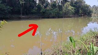 Ikan lampam gemuk di sungai serau | umpan sawit #wms-193