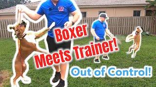 Out of Control BOXER meets Dog Trainer!