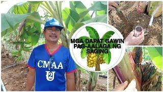 PAANO MAG-ALAGA NG SAGING "PAG-ABONO" | D' Green Thumb