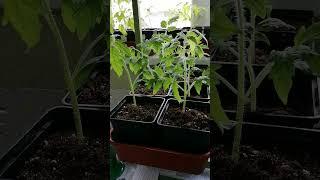 Супер подкормка для наращивания и укрепления корней рассады.