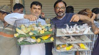 Birds Market Lalukhet Sunday Video Latest Update  26-5-24 in Urdu/Hindi
