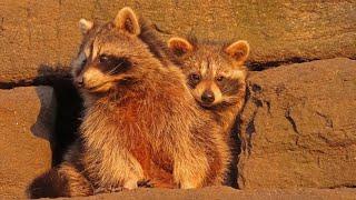 Raccoons: The Riverside Park Hole in the Wall Gang