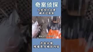 人類為什麽要捕殺這類魚 #科普 #知识渊博 #百科密码