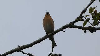 The Relaxing song of the Chaffinch