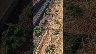уход за клубникой весной для получения отличного урожая