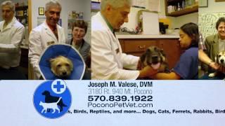 FOX56 WOLF TV PoconoPetVet 15s_1