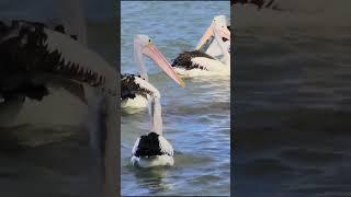 Australia’s #wildlife Birdlife of Moreton Bay #wildbirds #nature.