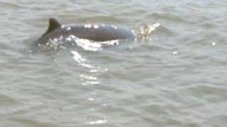 DOLPHIN in CHILKA LAKE puri Odisha || Chilika Lake Dolphin Sanctuary #shorts    #chilikalake #beach