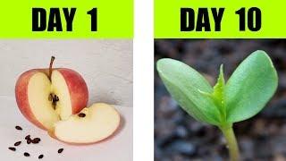 Apple Seed Germination Step By Step with Time Lapse