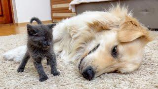 Tiny Kitten Reacts to Golden Retriever (So Funny!!)