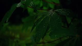 Piano Melodies and Drizzling Video | Relaxing, Studying, Work, Meditation, and Deep Sleeping