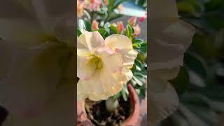 Adenium in my garden. #flowers#garden#Indian#gardening #adenium