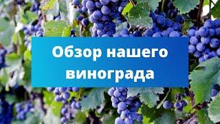 ЗАЩИТИТЕ СВОЙ ВИНОГРАД ОСЕНЬЮ | Обзор и подкормка винограда