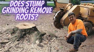Does stump grinding remove roots?