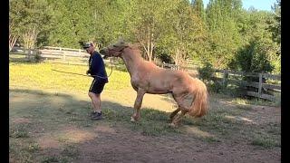 Dangerous Fox Trotter Horse Attacks And Bites! How Can I Help??