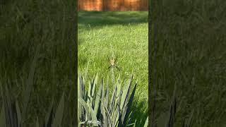 Argiope Aurantia and it’s babies #shorts #nature #spider