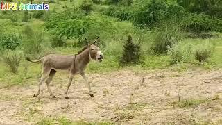 Two male donkeys in my village's jungle |@MP2animals