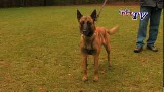 Belgischer Schäferhund - Malinois: Informationen zur Rasse