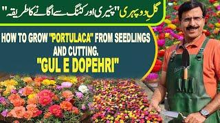 How to grow "Portulaca" from seedlings and Cutting. "GUL e DOPEHRI" | Gardening With Javed Iqbal