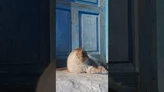кот красавчик #кот #котэ #котяра #животное #касавчик #джек #дизельден #dizelden #cat #cats #rec