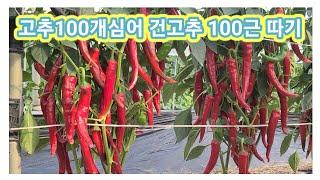 고추100개심어 건고추 100근만들기 3번째 수확