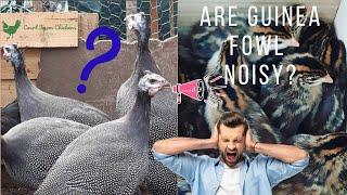 Keeping Guinea Fowl - are they noisy?