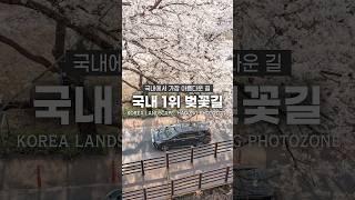 드디어 만개! 지금 바로 떠나야 할 국내여행지 추천