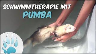 Wie geht es Pumba? | Schwimmtherapie beim Frettchen | Sazus Fellnasen