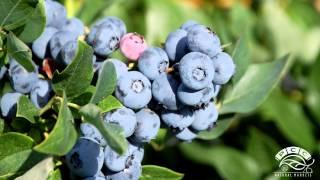 Meet Our Producers: LaPierre Farms - Organic Blueberry Fields